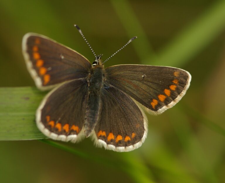 modrásek pumpavový (Aricia artaxerxes)