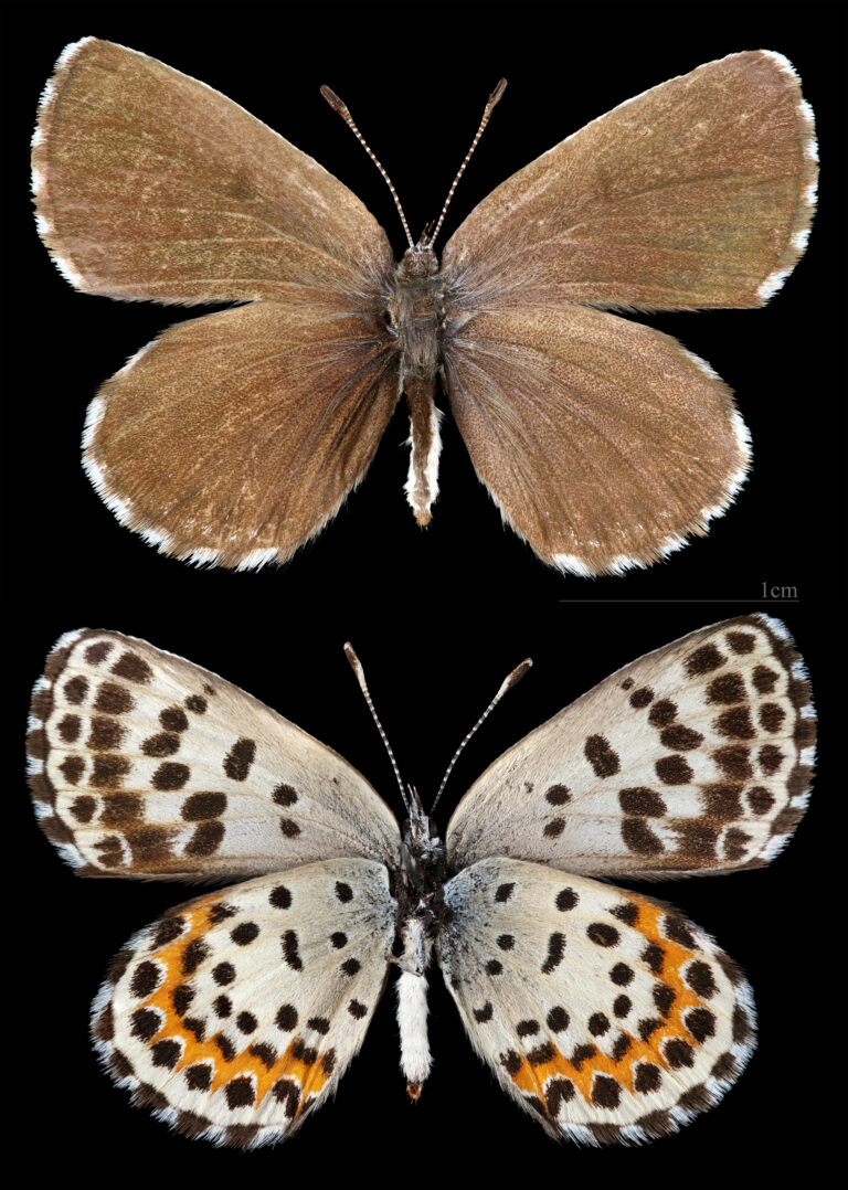 modrásek rozchodníkový (Scolitantides orion)