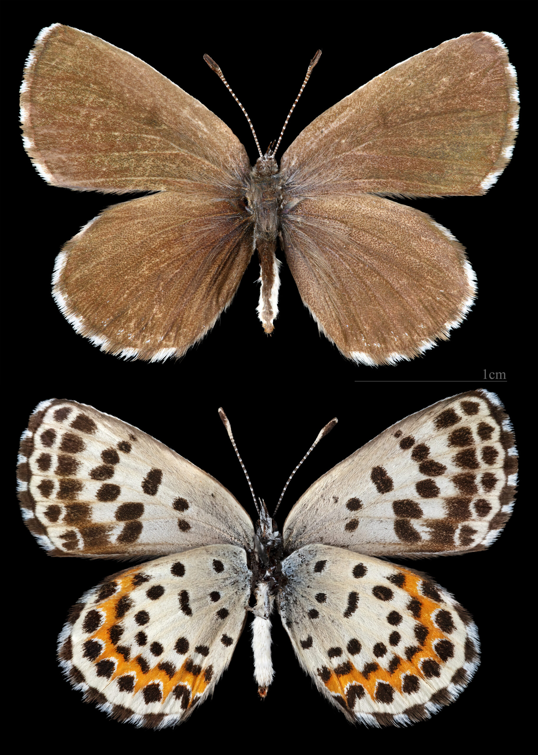modrásek rozchodníkový (Scolitantides orion)
