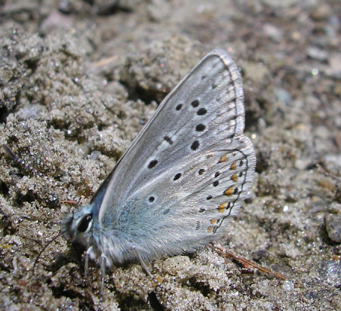modrásek stepní (Polyommatus eros)