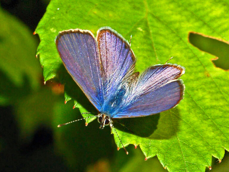 modrásek tažný (Leptotes pirithous)