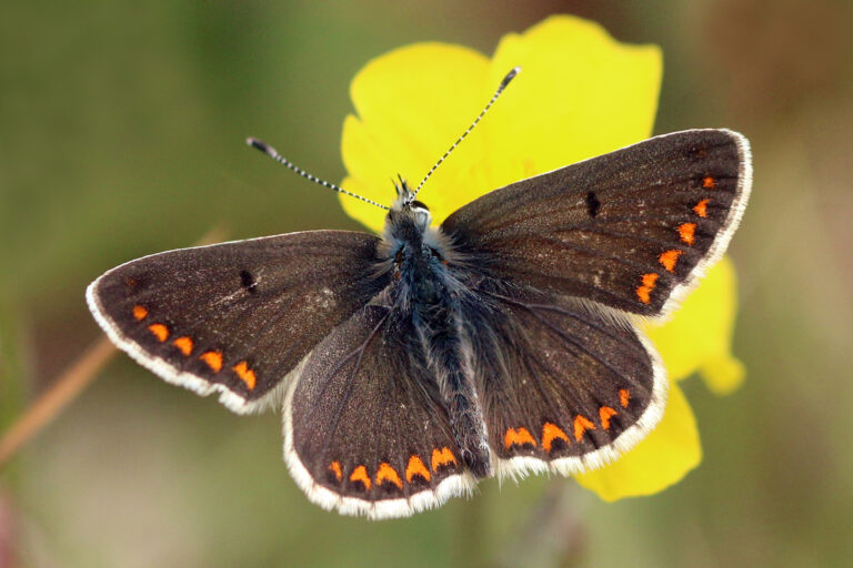 modrásek tmavohnědý modrásek tmavohnědý (Aricia agestis)