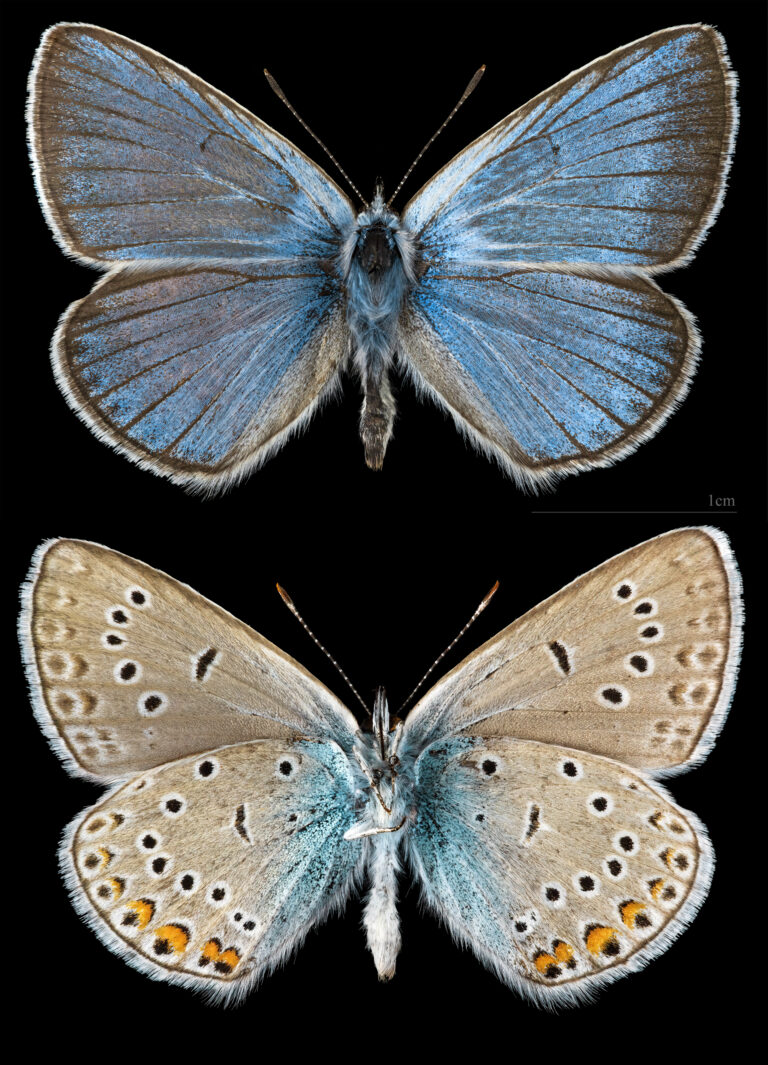 modrásek ušlechtilý (Polyommatus amandus)