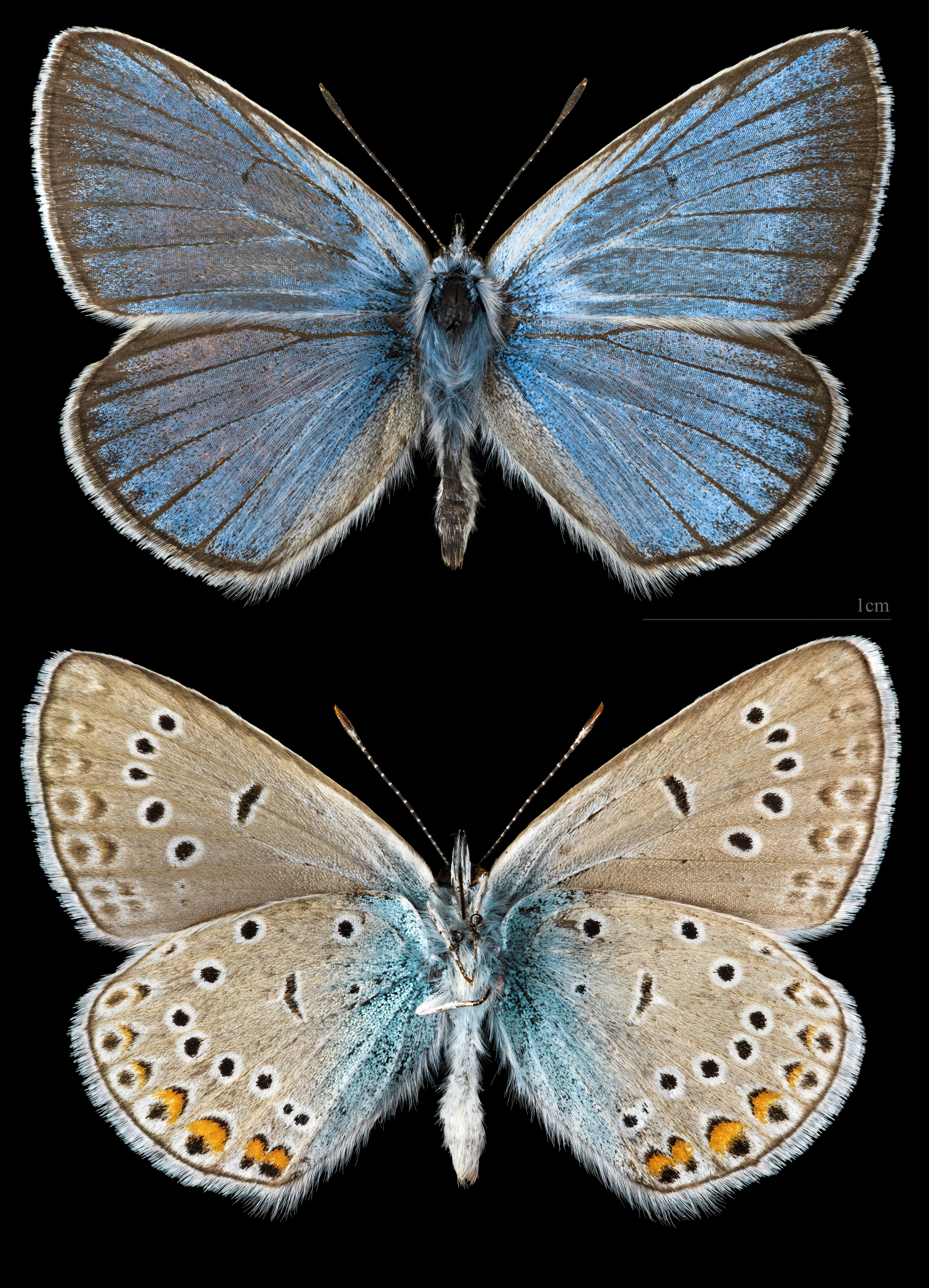 modrásek ušlechtilý (Polyommatus amandus)