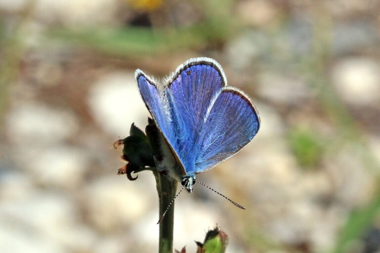 modrásek vičencový (Polyommatus thersites)