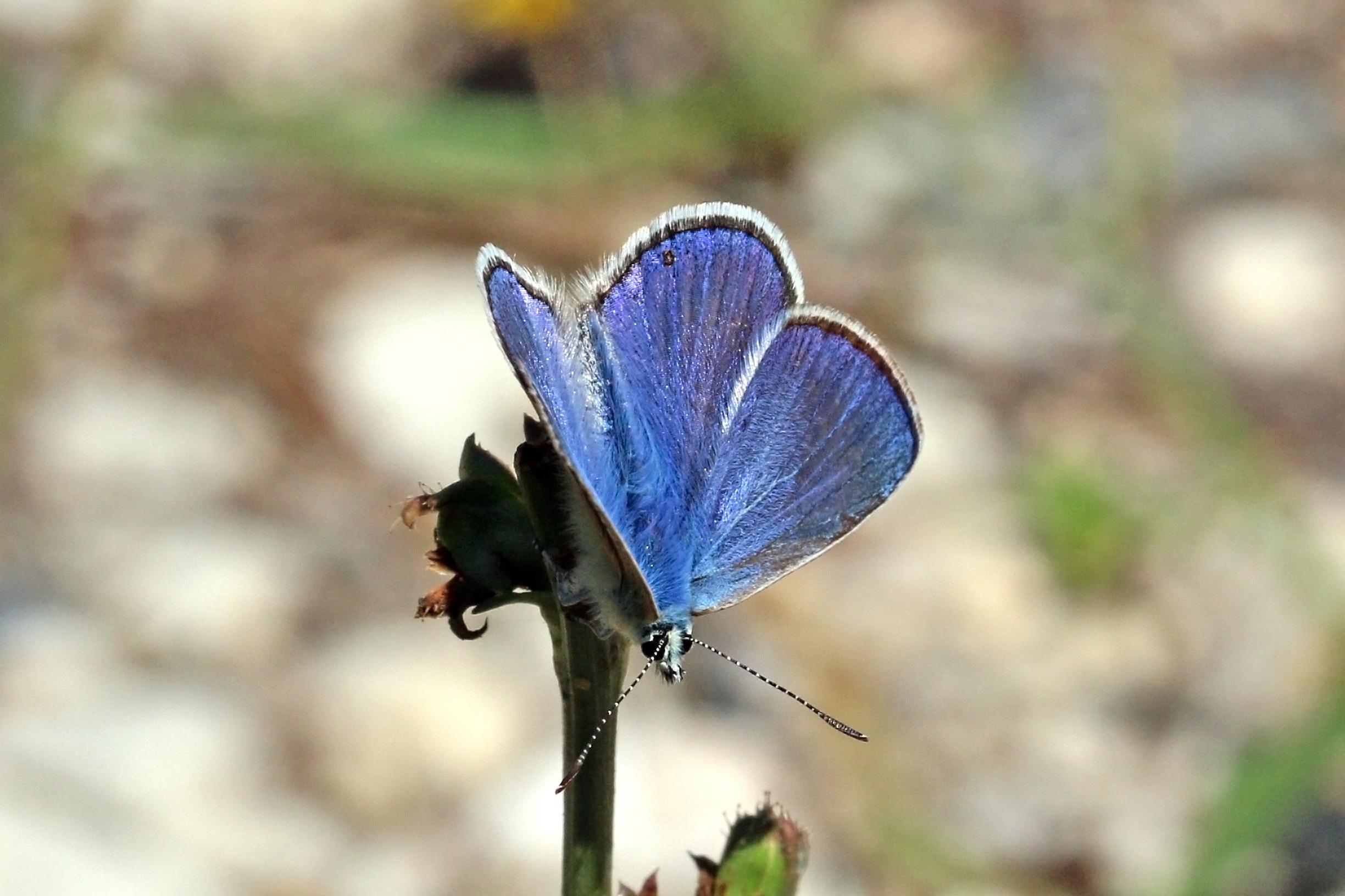 modrásek vičencový (Polyommatus thersites)