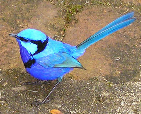 modropláštník modrofialový (Malurus splendens)