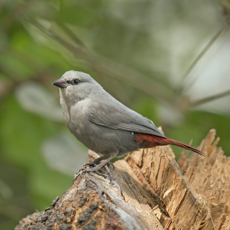 Modroušek rudoocasý (Glaucestrilda caerulescens)