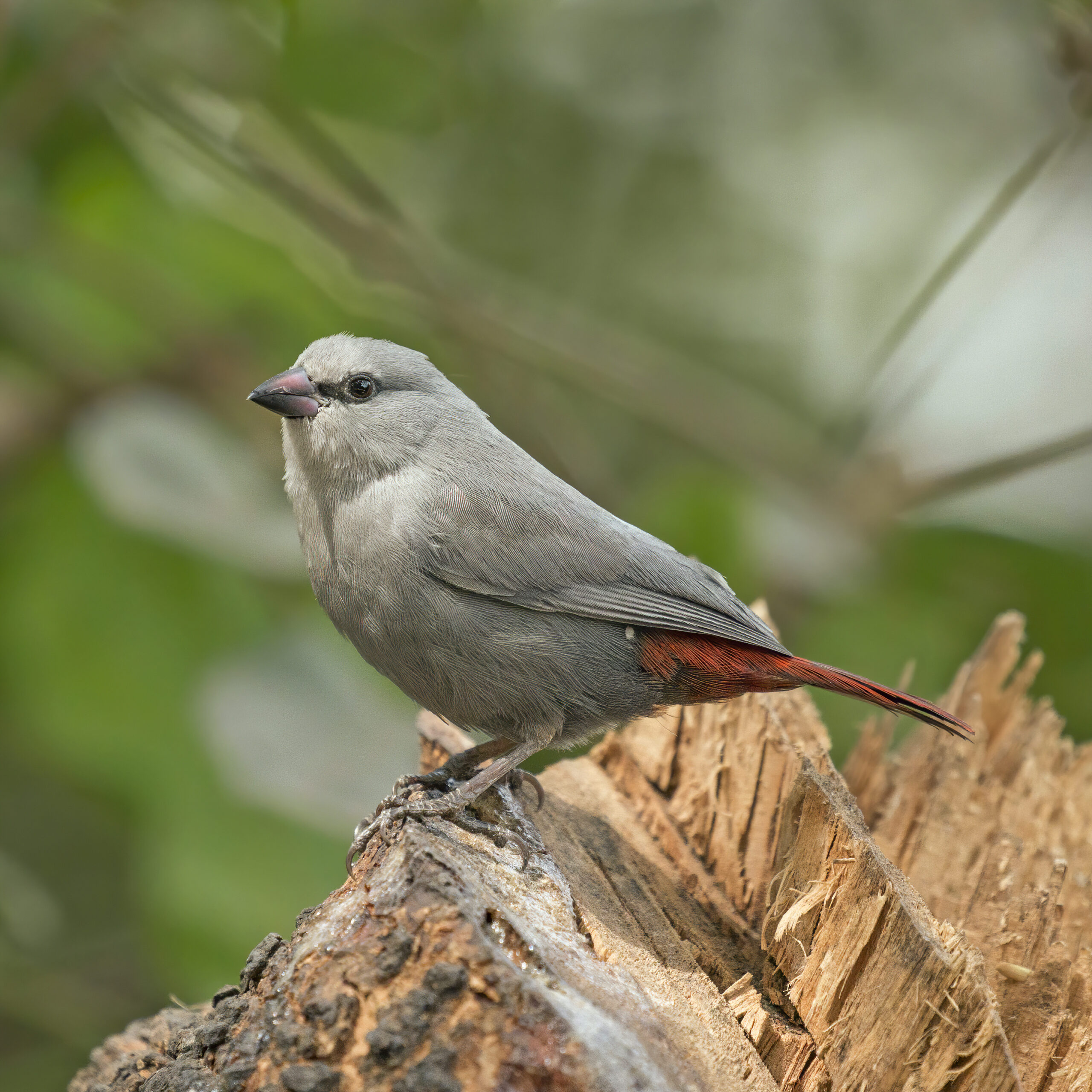Modroušek rudoocasý (Glaucestrilda caerulescens)