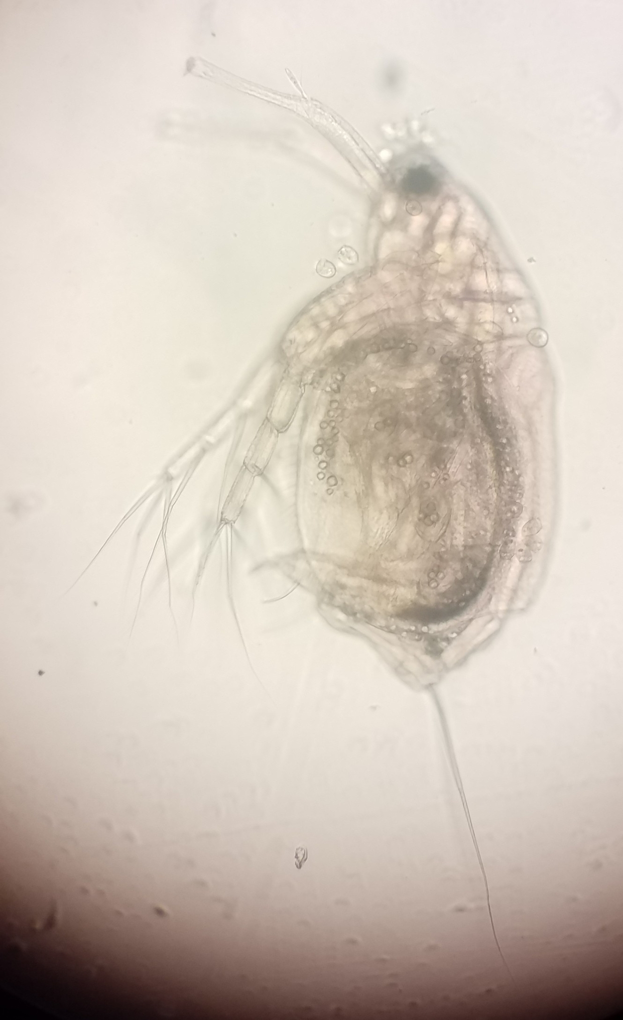 Moina brachiata