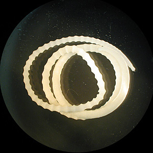 Moniliformis moniliformis Moniliformis moniliformis