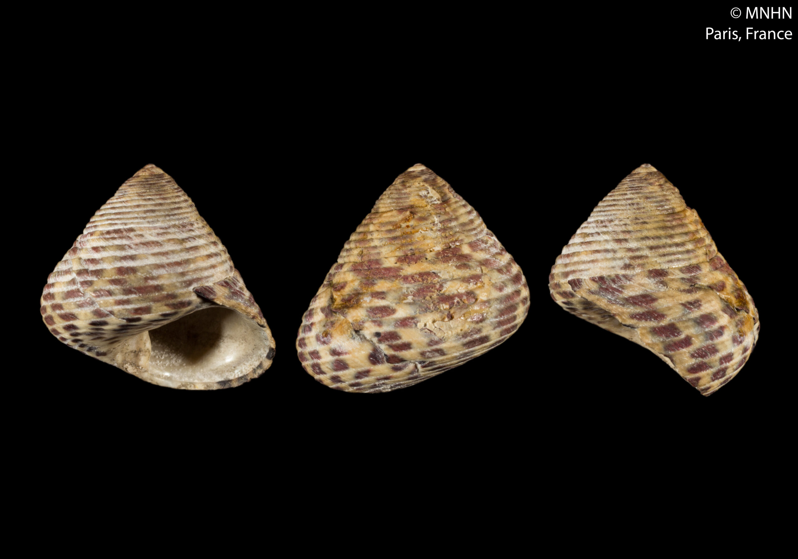 Monodonta spirálovitá (Phorcus turbinatus)