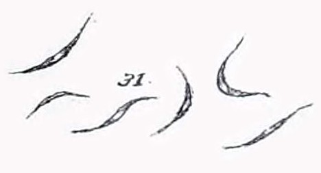 Monoraphidium contortum