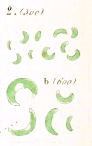 Monoraphidium minutum Monoraphidium minutum