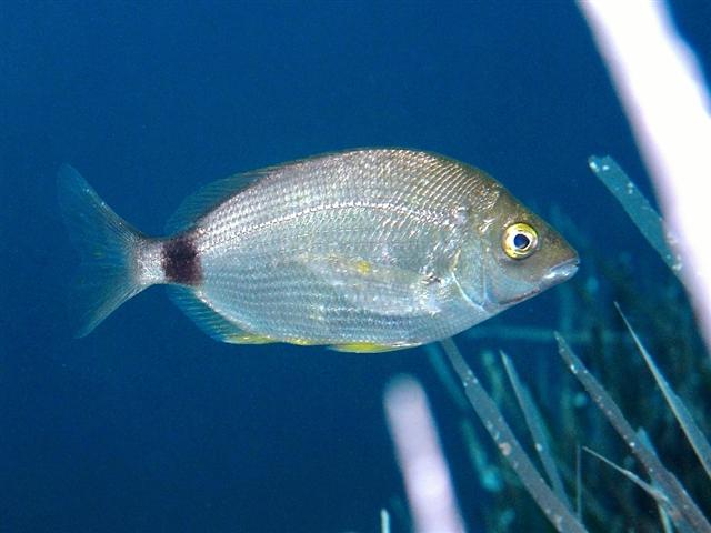 mořan světlopruhý (Diplodus annularis)