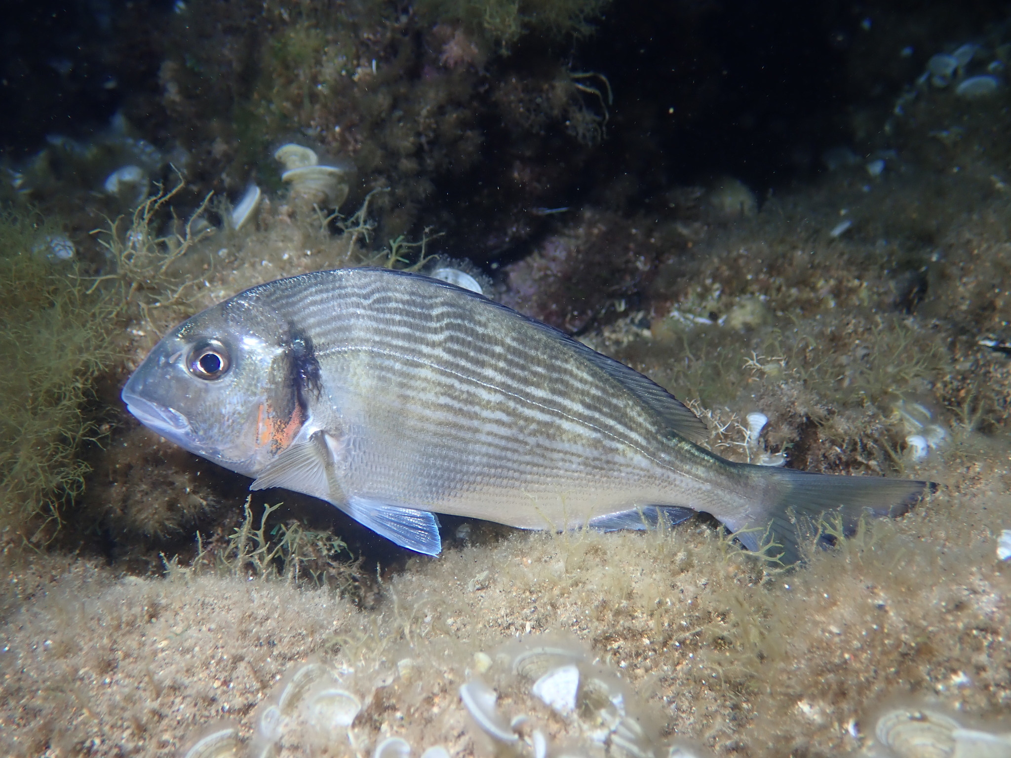 mořan zlatý (Sparus aurata)