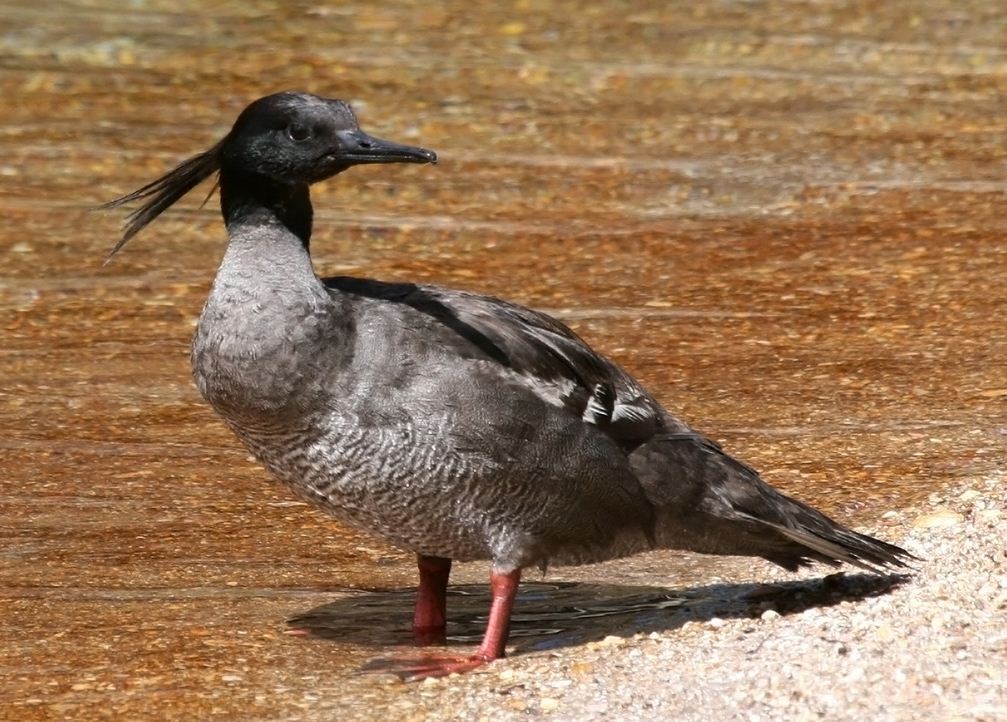 morčák paranský (Mergus octosetaceus)