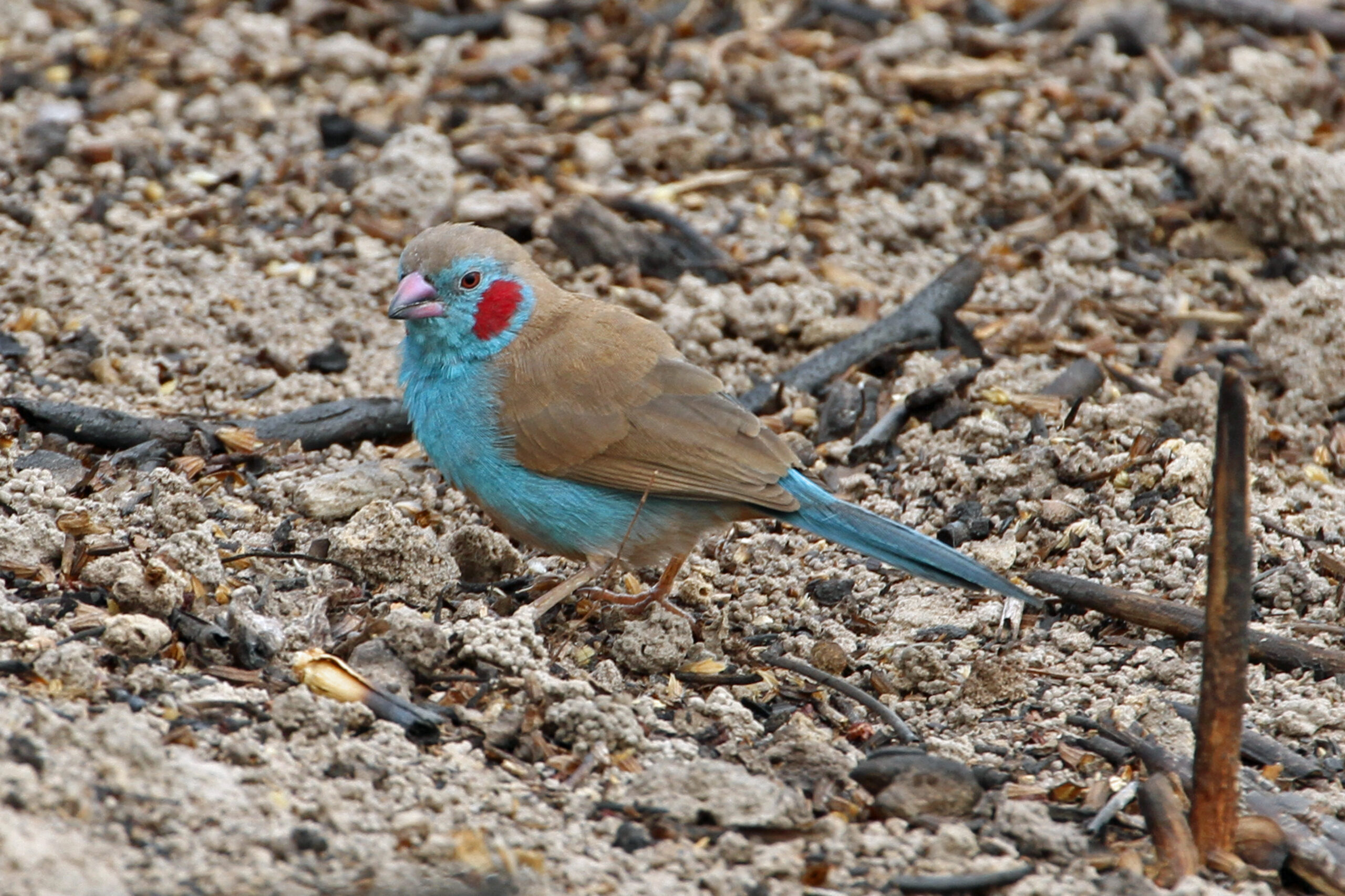 motýlek rudouchý (Uraeginthus bengalus)