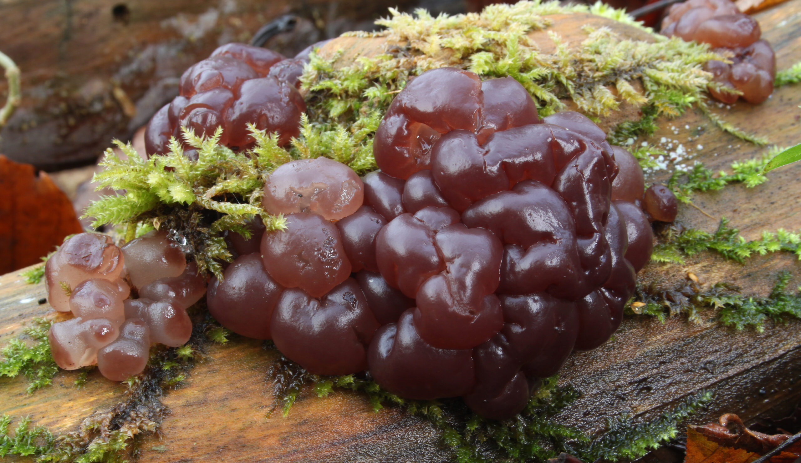 mozkovka rosolovitá (Ascotremella faginea)