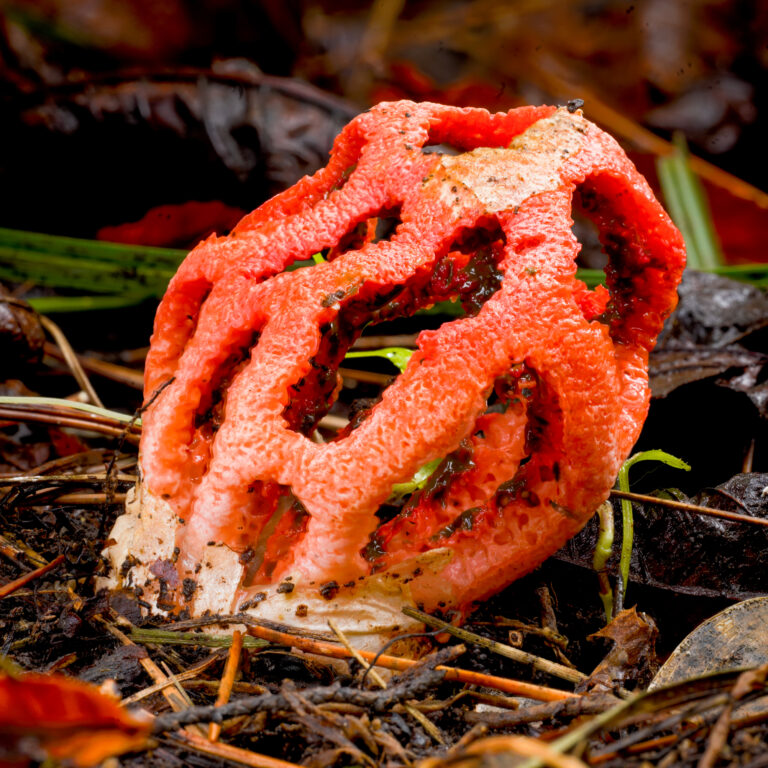 mřížovka červená (Clathrus ruber)