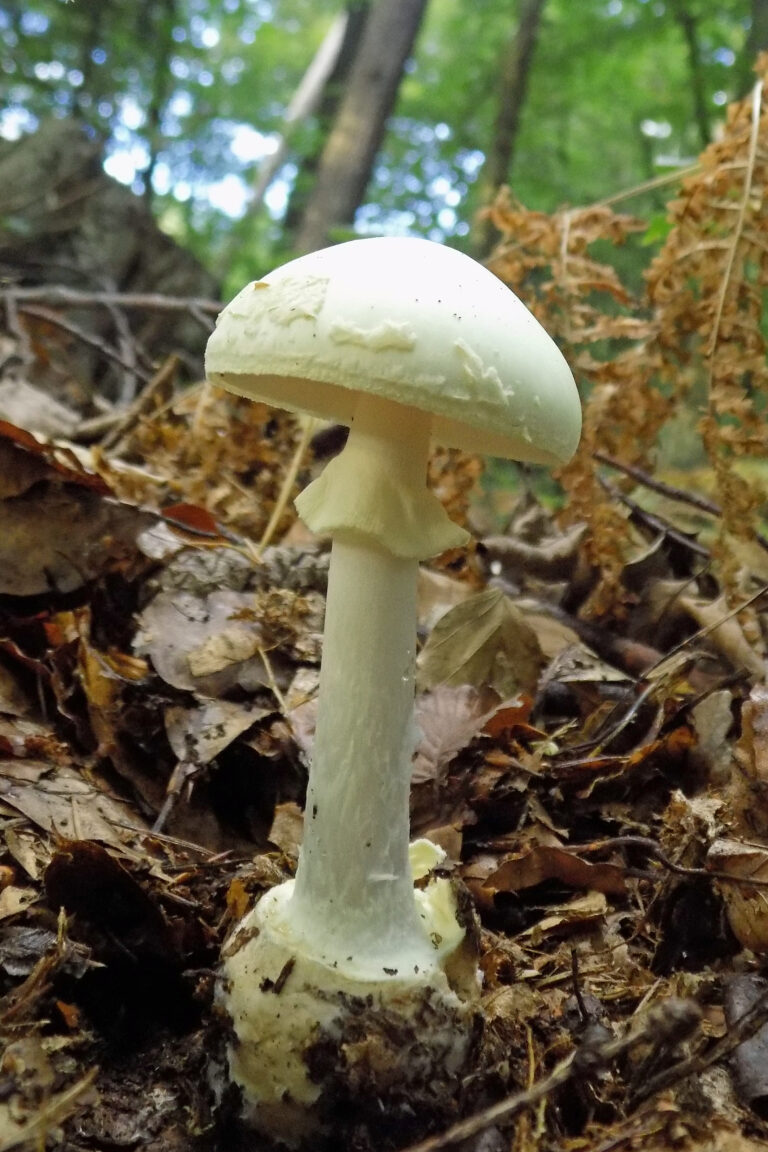 muchomůrka citronová (Amanita citrina)