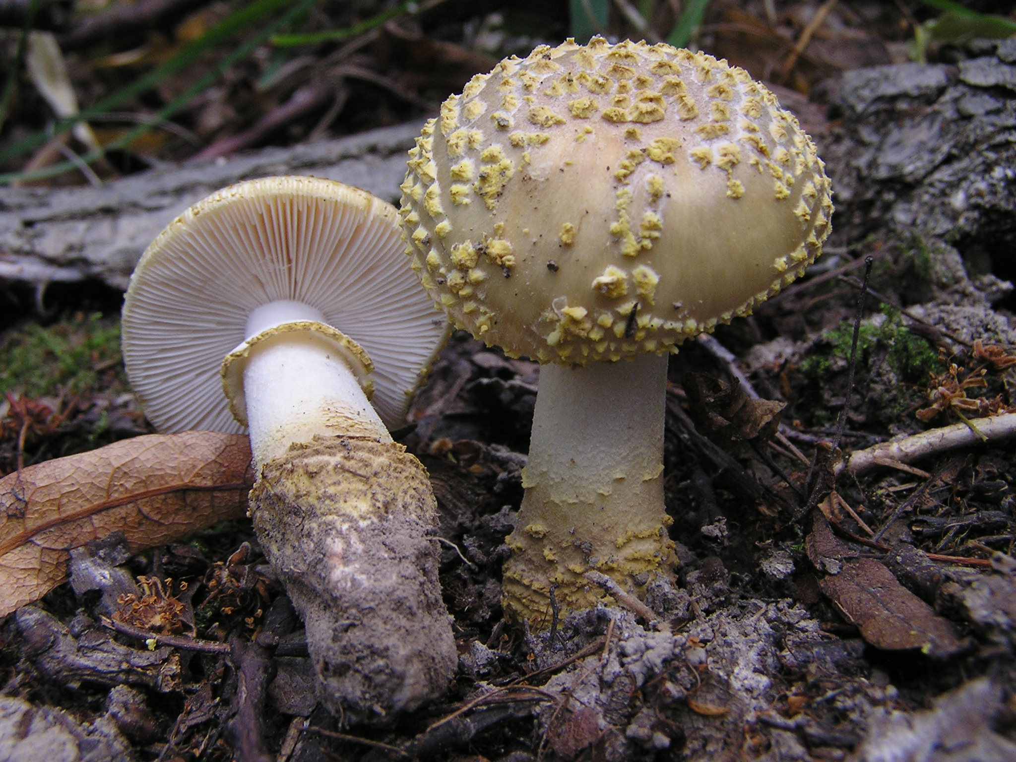 muchomůrka drsná (Amanita franchetii)