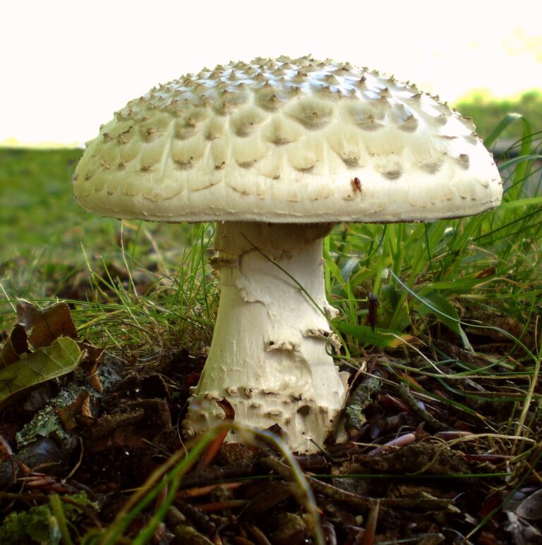 muchomůrka ježatohlavá (Amanita echinocephala)
