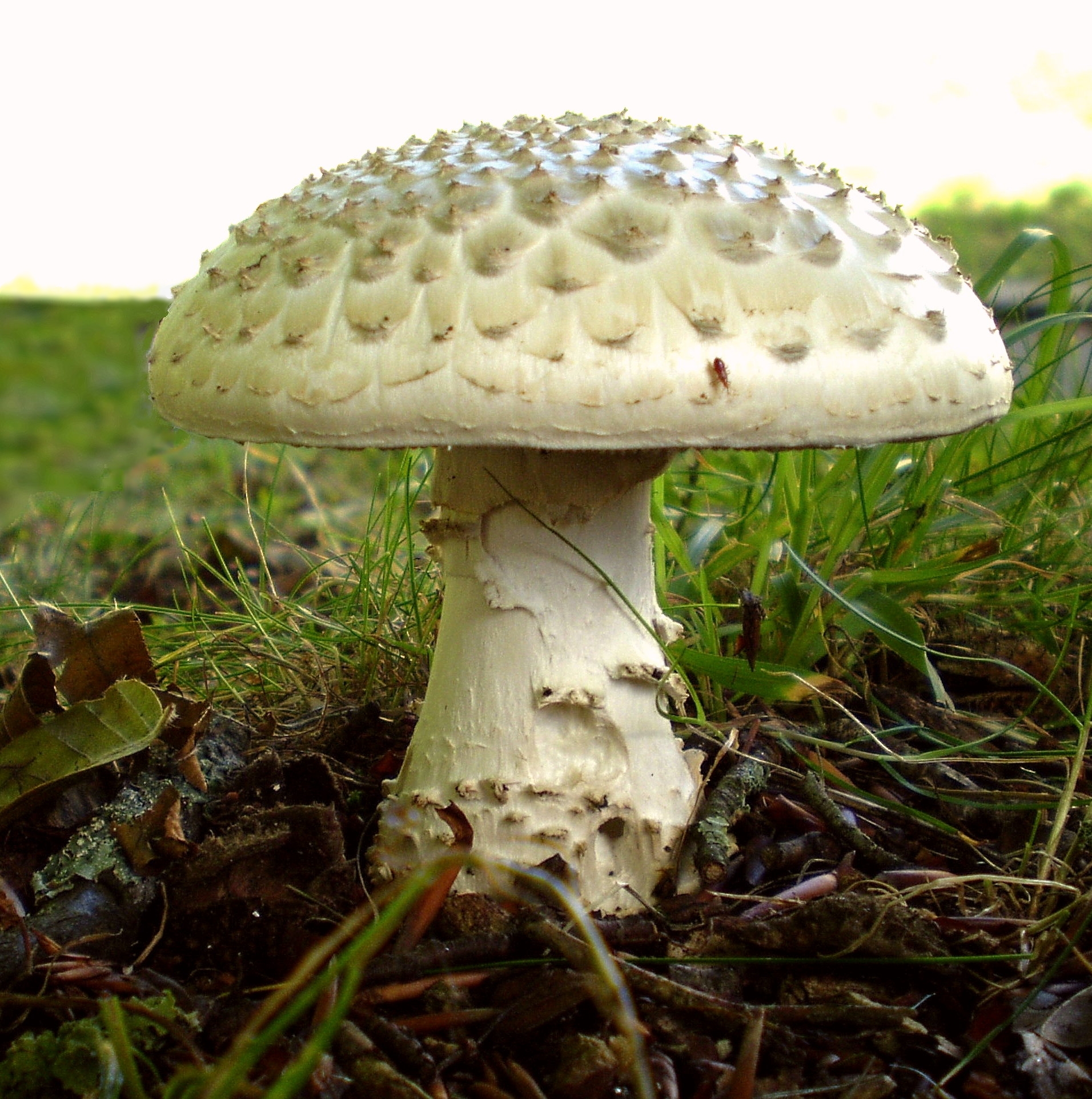 muchomůrka ježatohlavá (Amanita echinocephala)