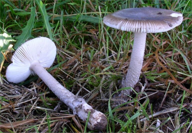 muchomůrka olšová (Amanita friabilis)