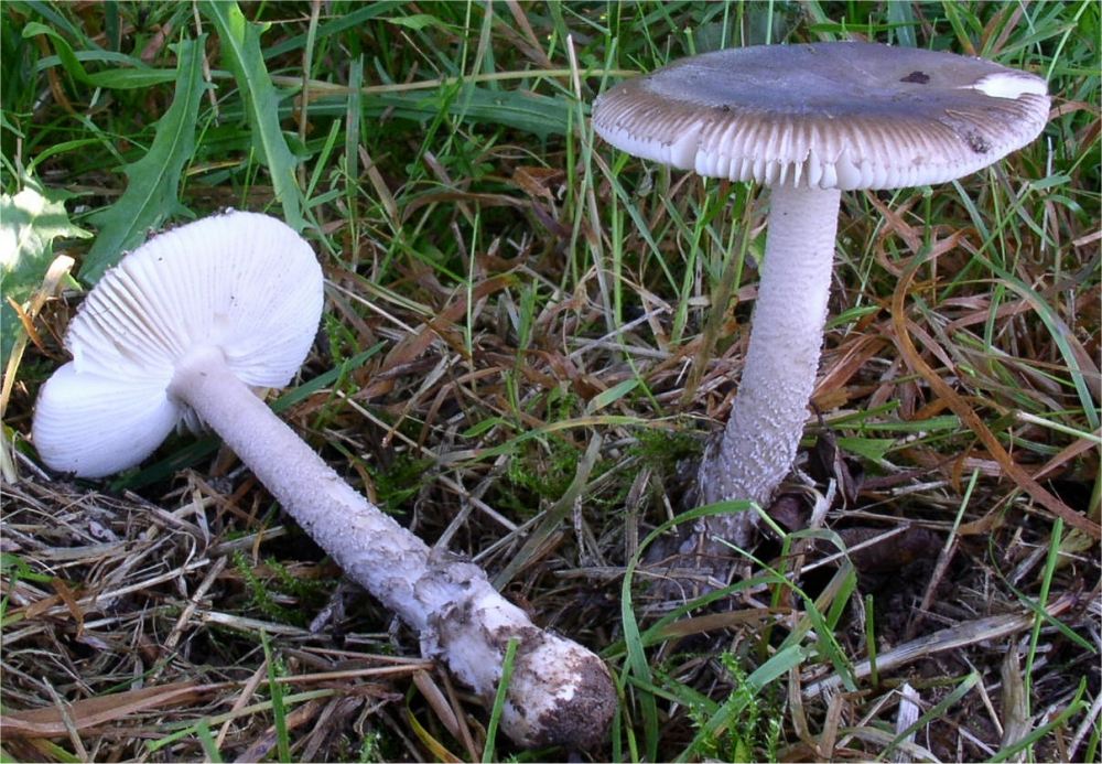 muchomůrka olšová (Amanita friabilis)
