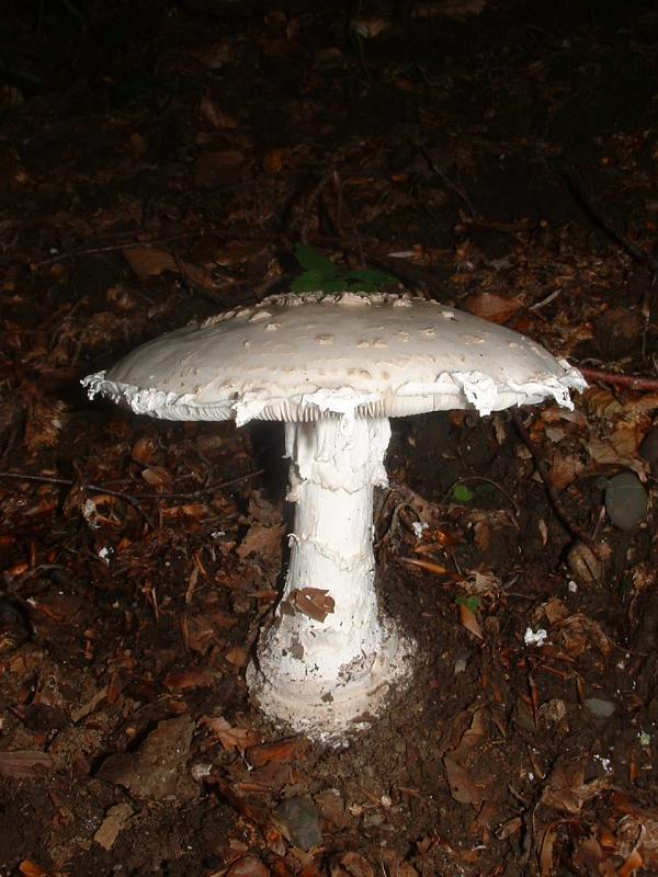 muchomůrka šiškovitá (Amanita strobiliformis)