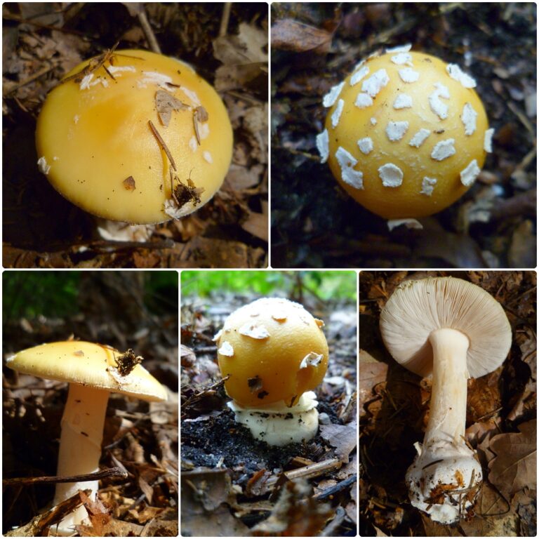 muchomůrka slámožlutá (Amanita gemmata)