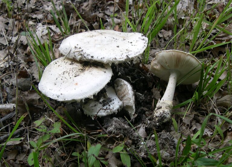 muchomůrka vejčitá (Amanita ovoidea)