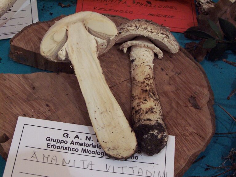 muchomůrka Vittadiniho (Amanita vittadinii)