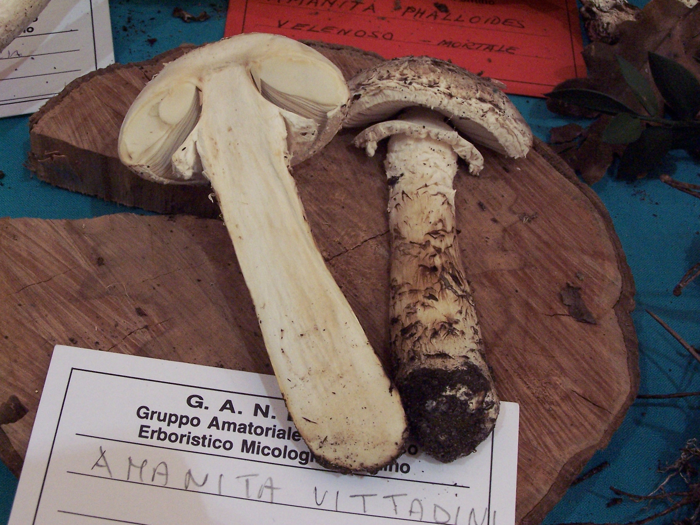 muchomůrka Vittadiniho (Amanita vittadinii)