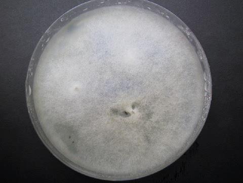 Mucor circinelloides
