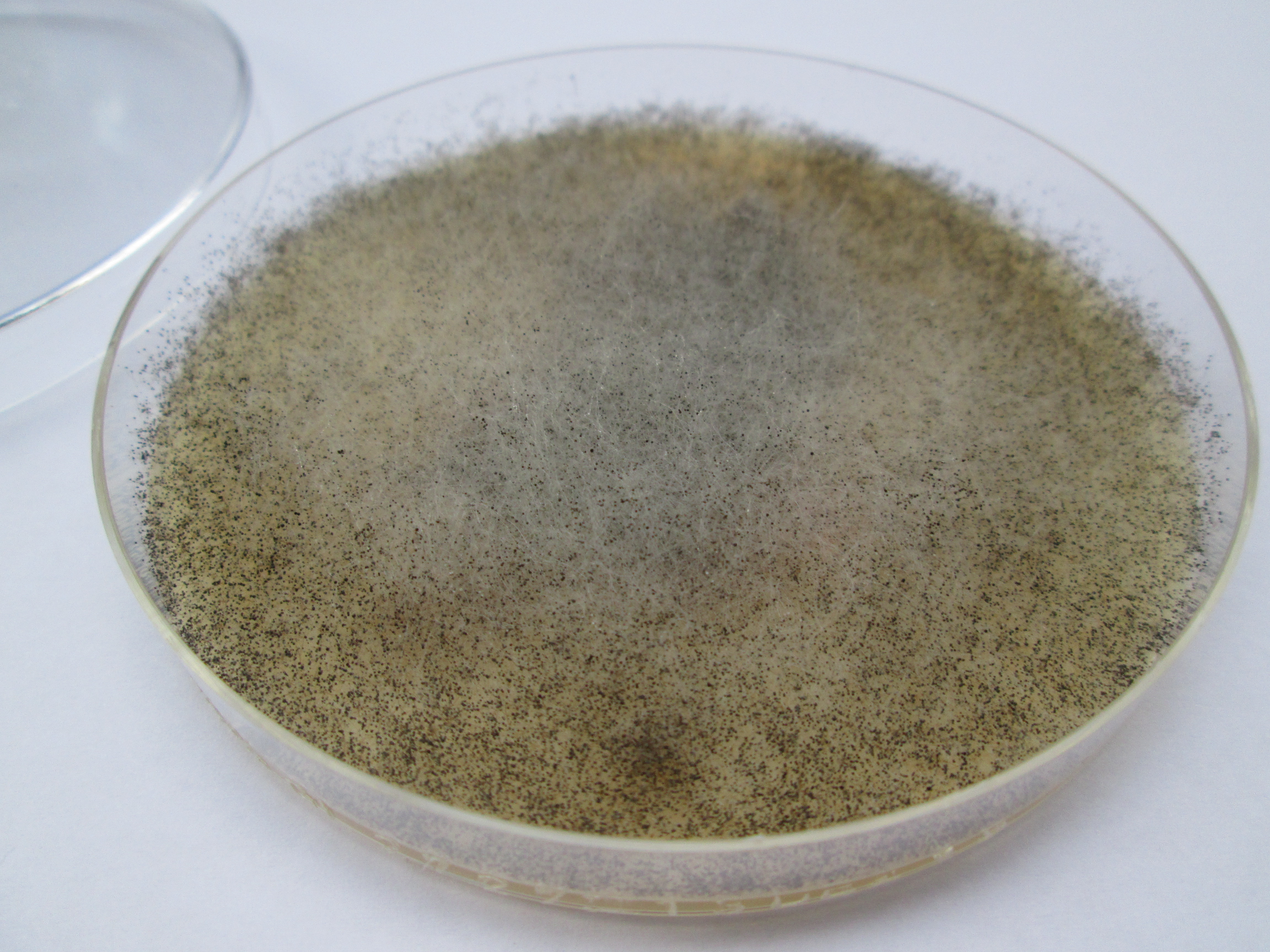 Mucor racemosus