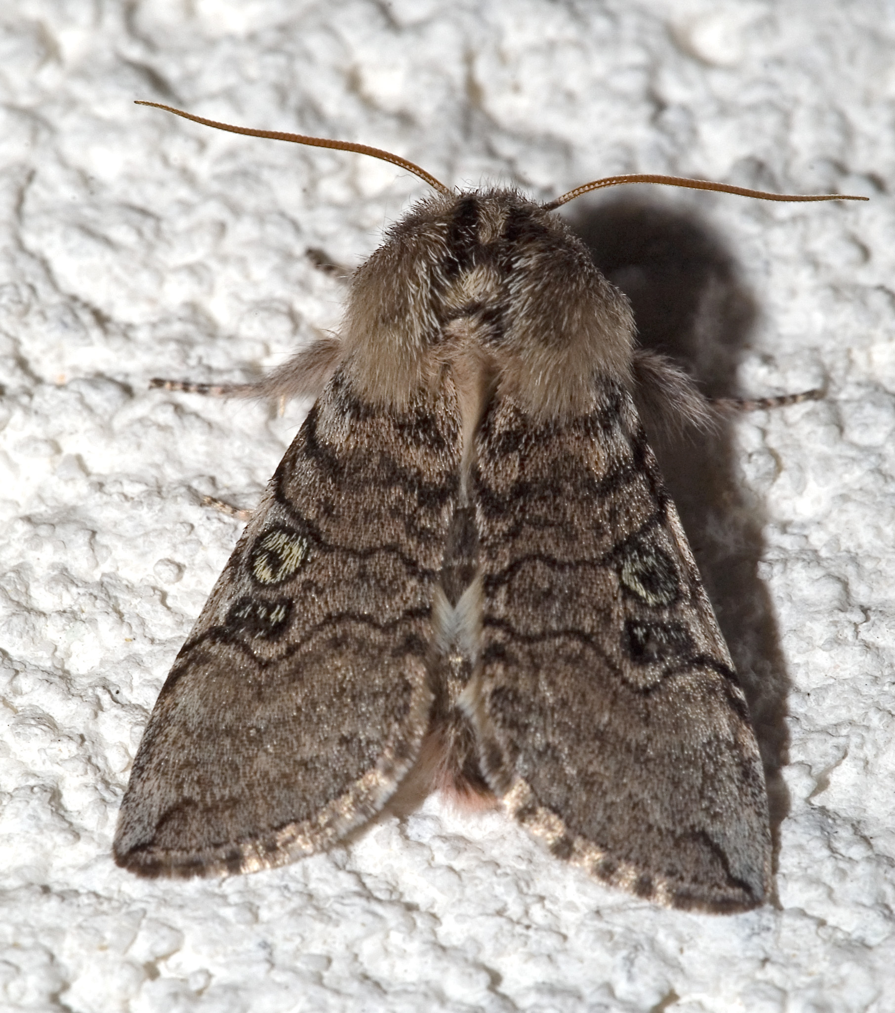 můřice jarní (Achlya flavicornis)