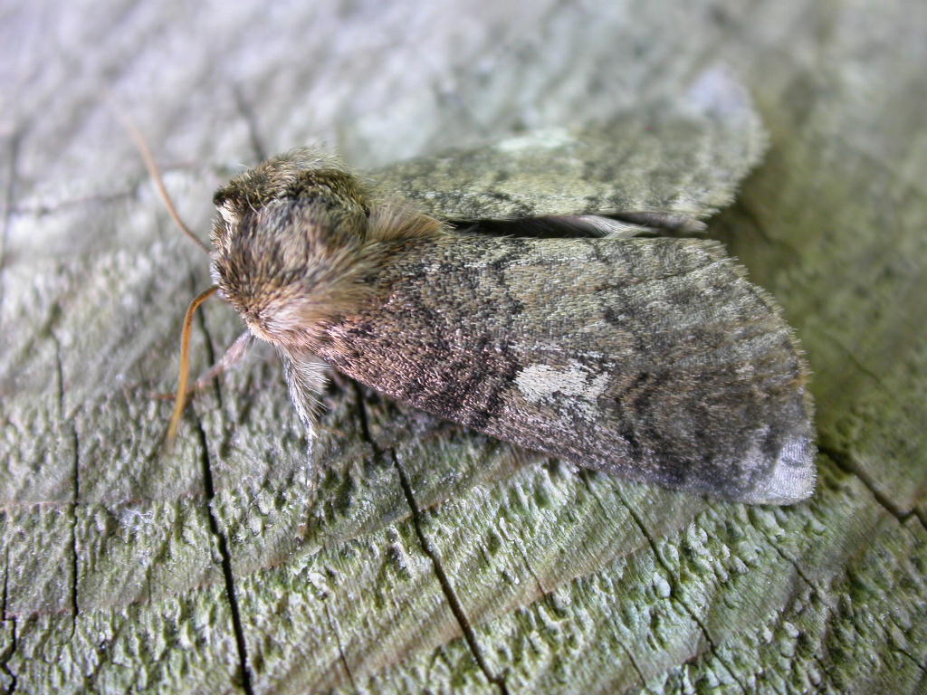 můřice obecná (Tethea or)