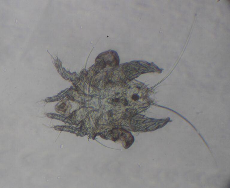Myocoptes musculinus