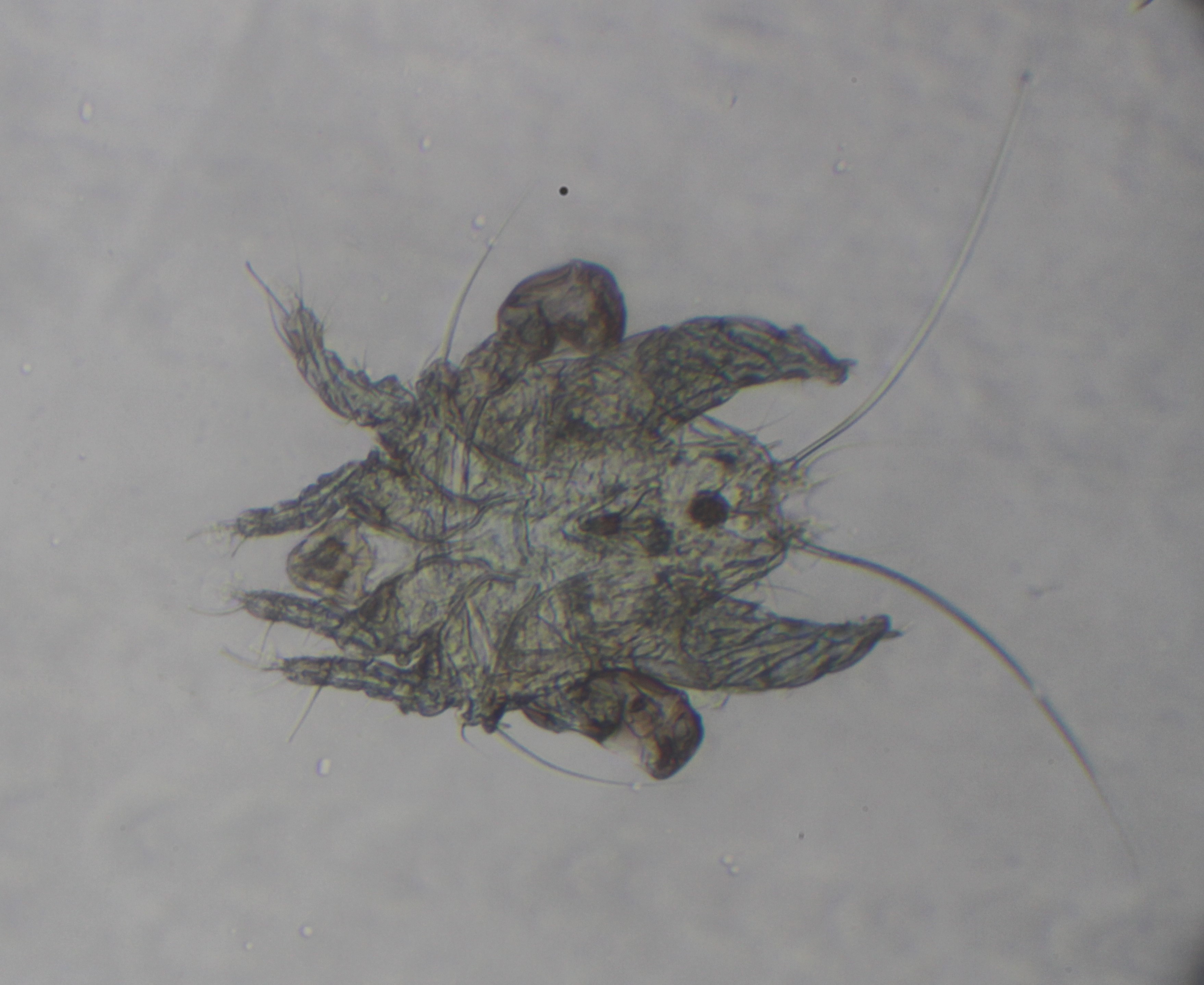 Myocoptes musculinus