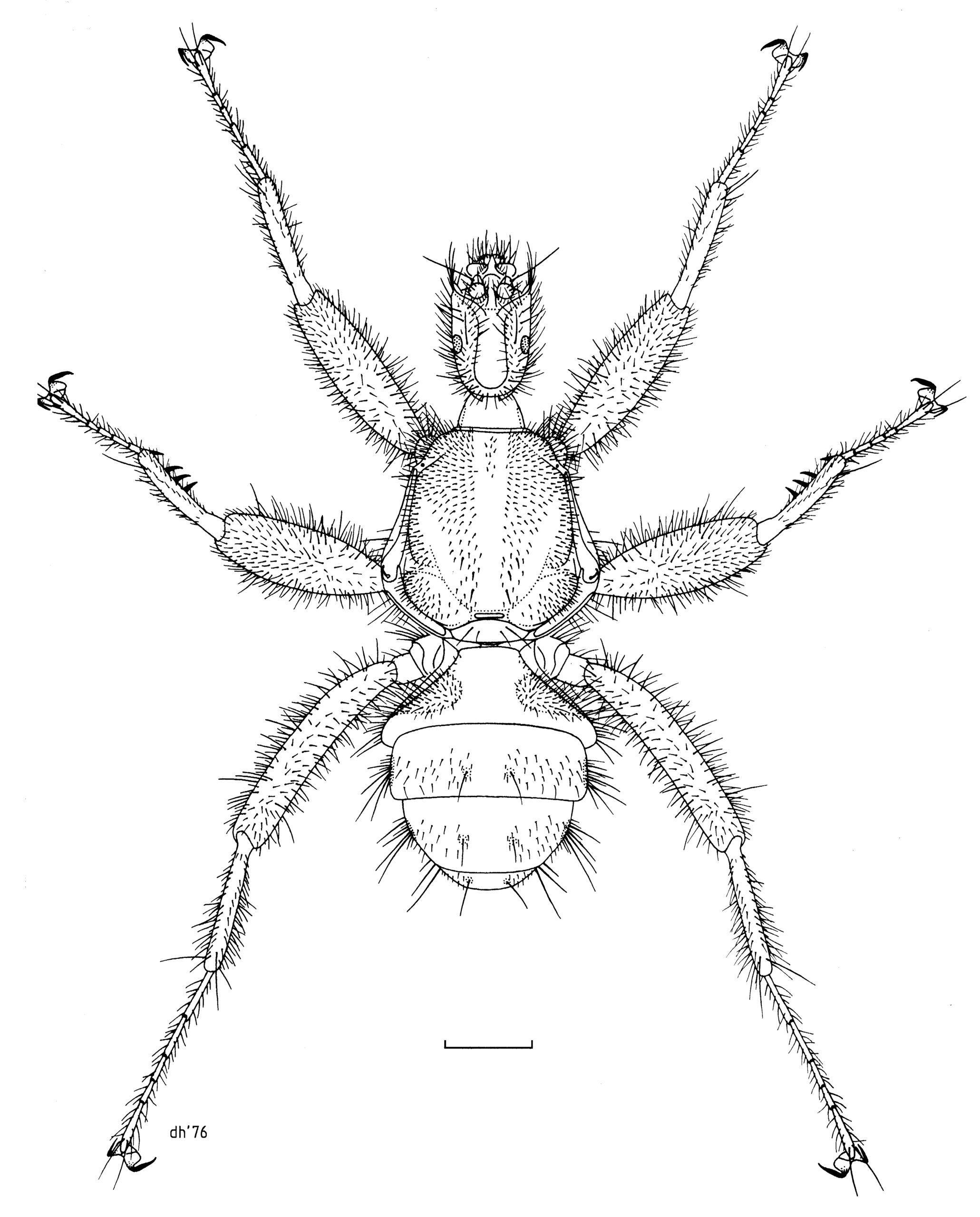 Mystacinobia zelandica