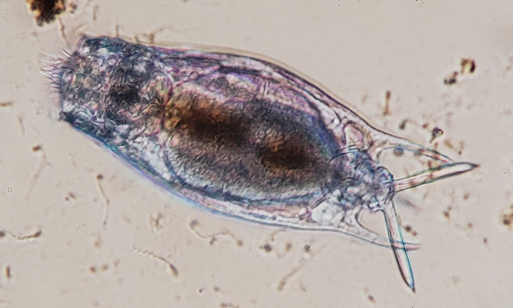 Mytilina ventralis