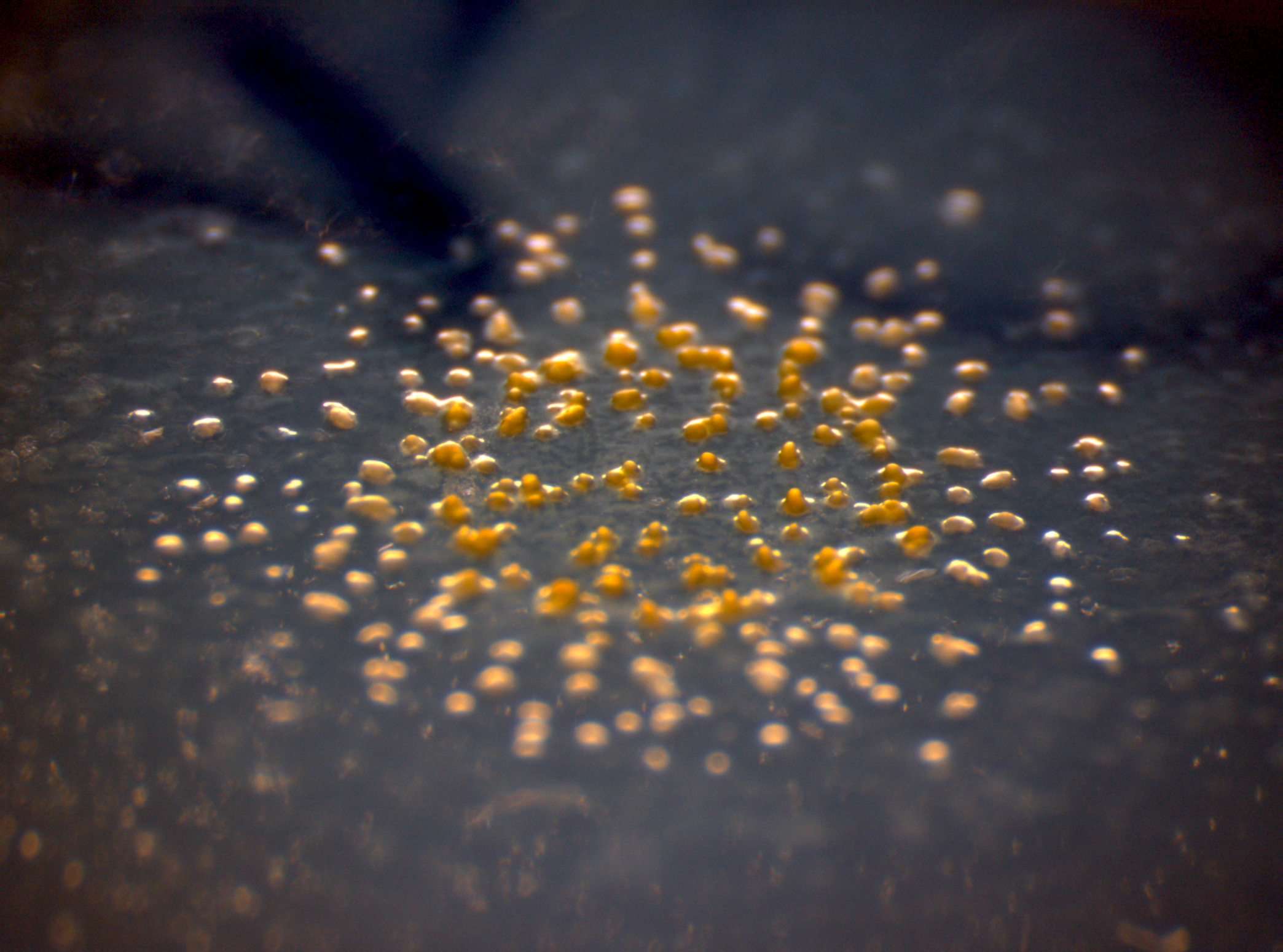 Myxococcus xanthus