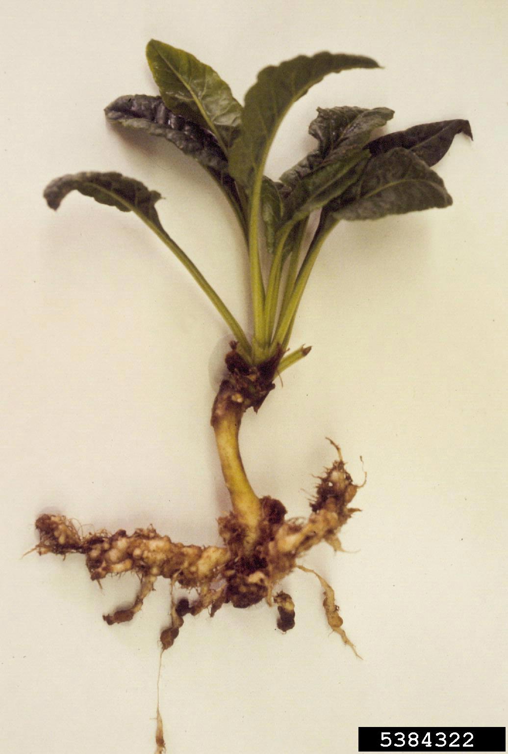 Nacobbus aberrans