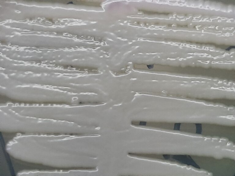 Nakaseomyces glabratus Nakaseomyces glabratus