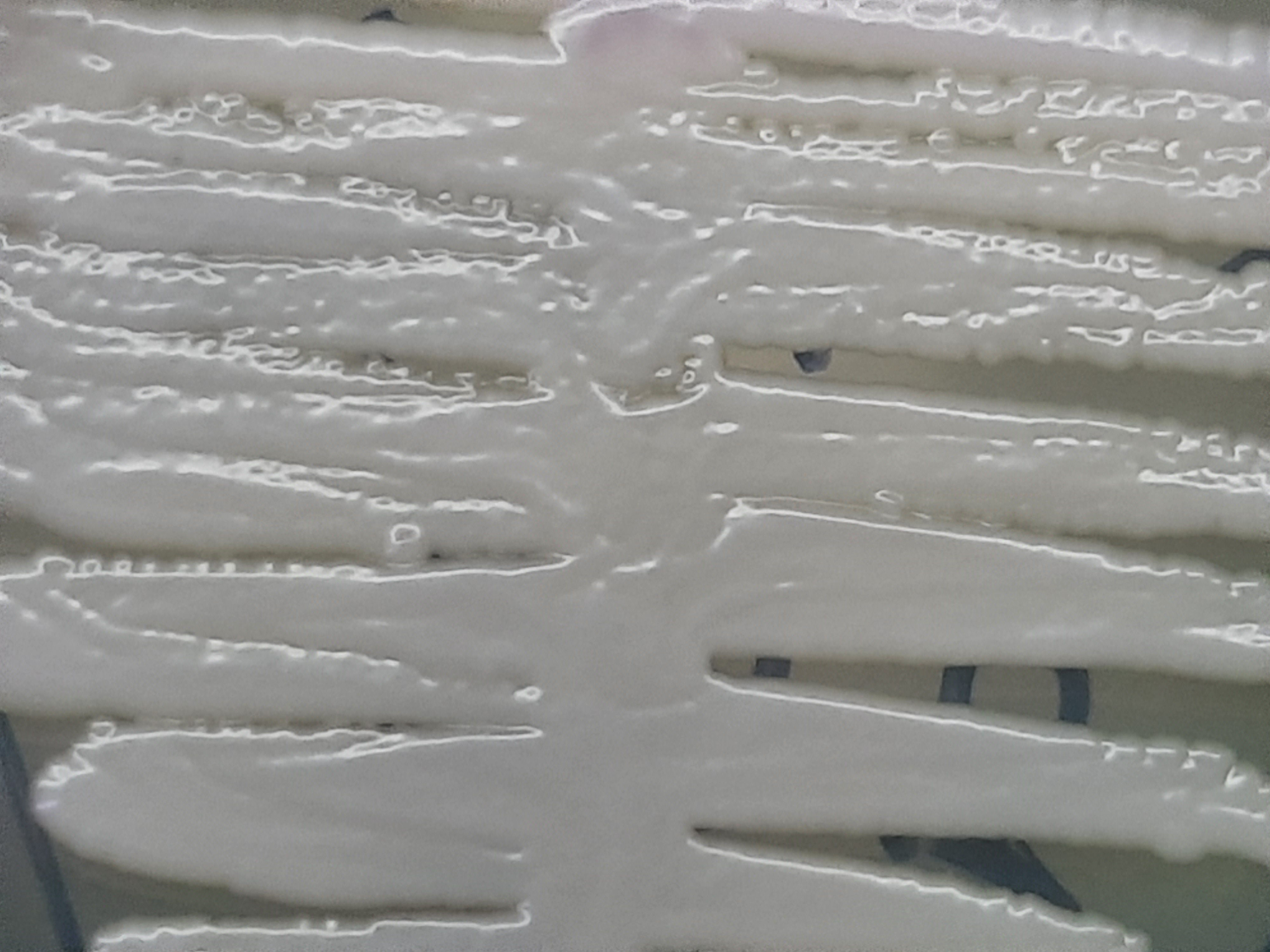Nakaseomyces glabratus