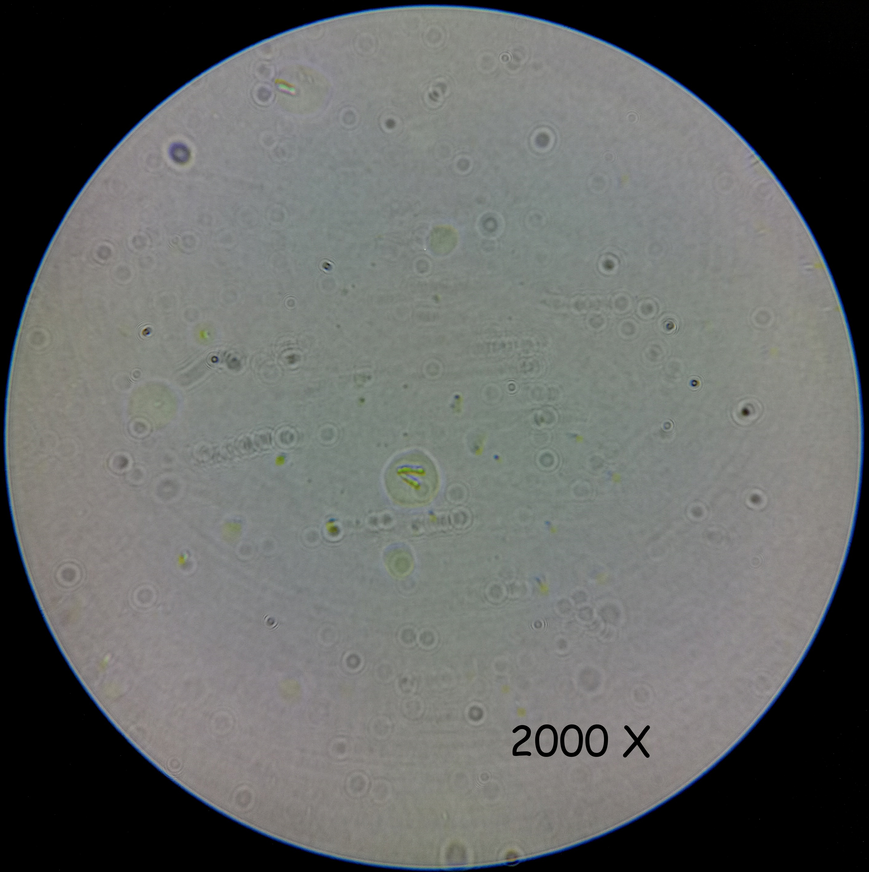 Nannochloropsis oculata