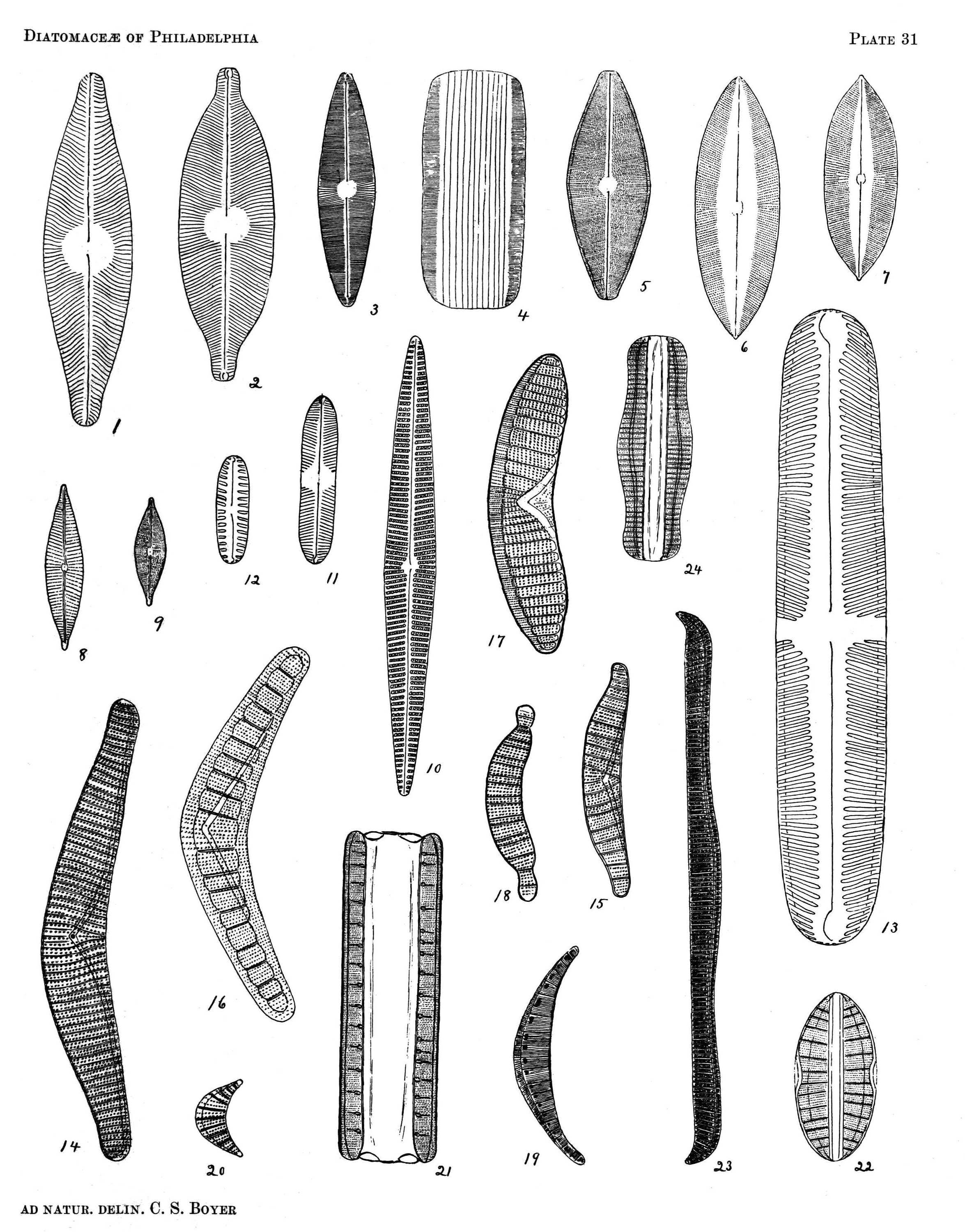 Navicula cryptocephala