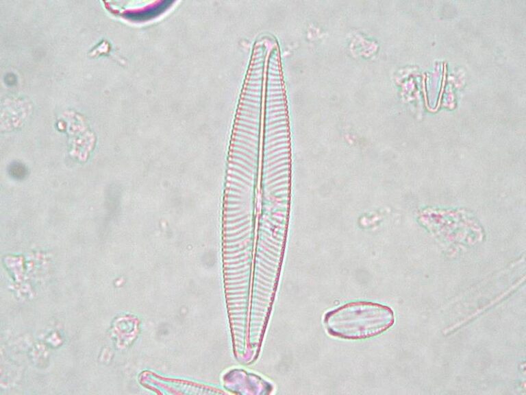 Navicula lanceolata